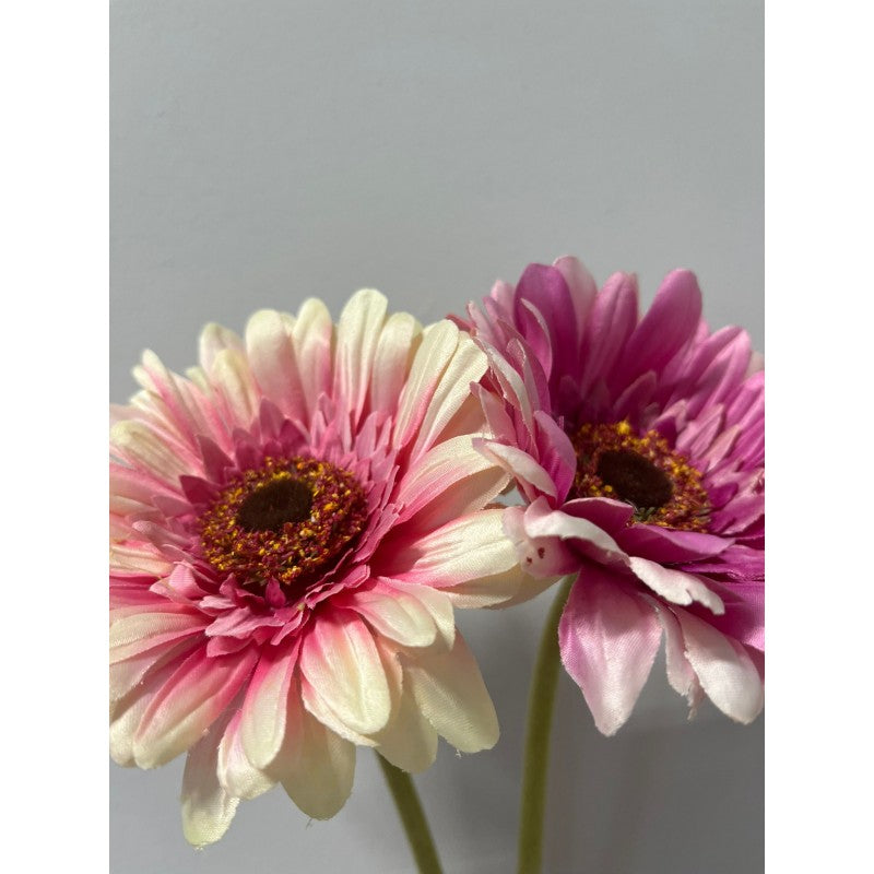 Rex Gerbera H 60 | Enzo De Gasperi